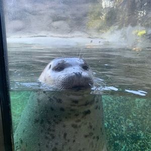 Meet your Posher, Marie